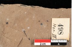 Foto (Detailansicht) von Myrica lignitum Unger (NHMW-GEO-2024-0188-0498)